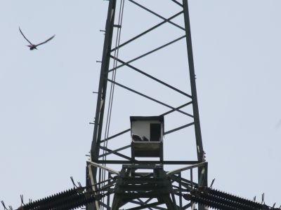 Wanderfalkenkasten, Schwalbenhaus, Artenschutz, Falkenkasten